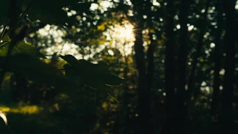 Sunset Glint Behind Maple Leaves in Sunnmøre Woods Stock Footage 340880972