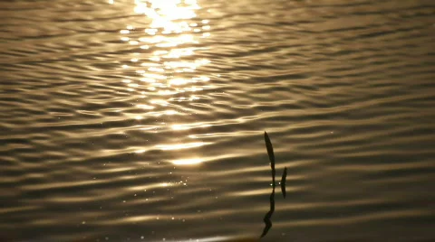 Sunset Glitters Stock Footage 784262