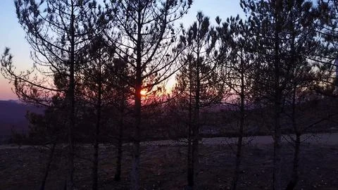Sunset glow behind pine trees silhouette Stock Photos