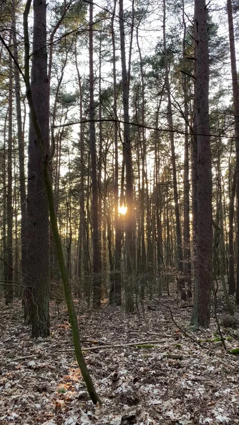 Sunset Glow in the Forest Stock Footage 272279863
