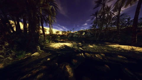 Sunset glow illuminates tranquil open space with towering palms Stock Footage 343617568