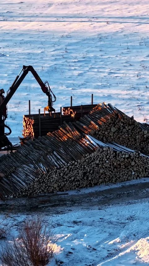 Sunset Glow on Logging Crane Loading Timber in Snowy Landscape Vídeo Stock 336662342