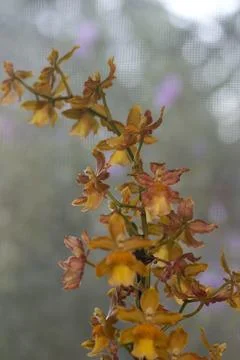 Sunset Glow Orchids Stock Photos