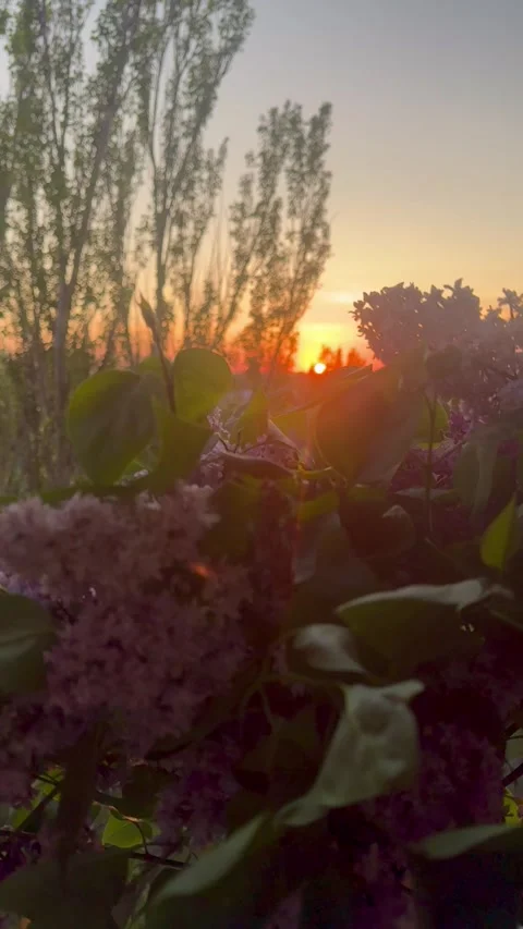 Sunset Glow Through Lilac Blossoms Stock Footage 308017444