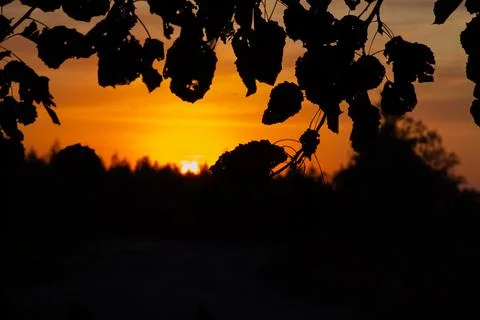Sunset Glow Through Tree Silhouettes 库存照片