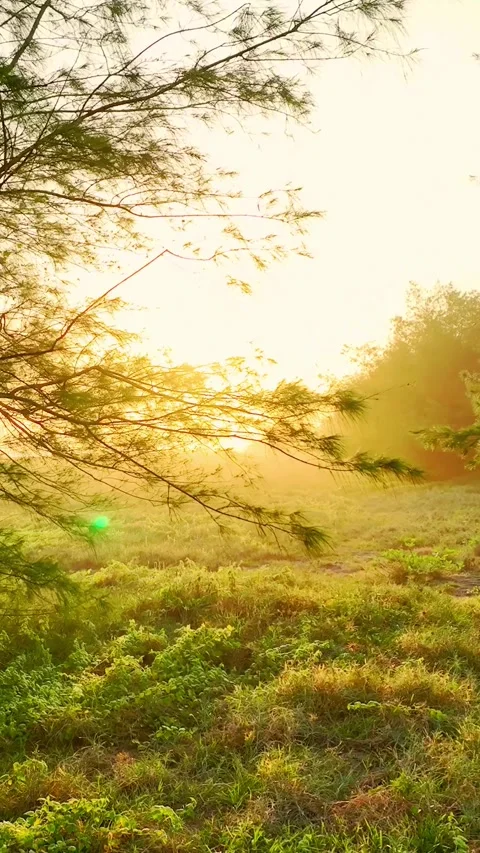 Sunset glow through trees over coastal vegetation Stock Footage 335432610