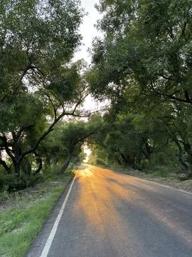 Sunset Glow on a Tranquil Tree-Lined Road Stock Photos