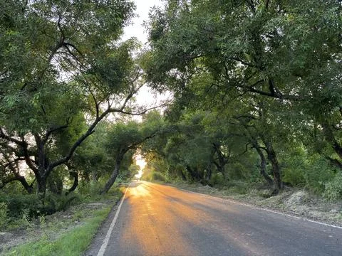 Sunset Glow on a Tranquil Tree-Lined Road Stock Photos
