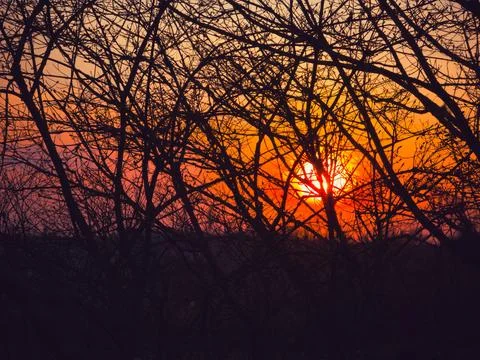 Sunset glowing through tangled tree branches at dusk Stock Photos