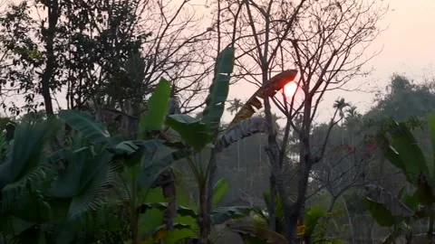 Sunset glowing through tropical trees and banana plants Stock-Footage 326987785