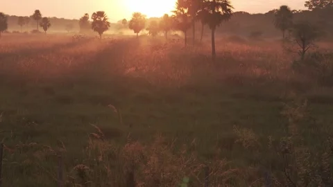 Sunset glows over misty grasslands Stock Footage 337059144