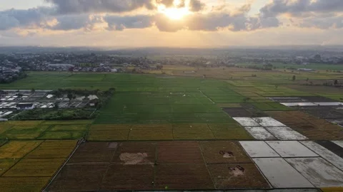 Sunset glows over vast rice fields Vídeo Stock 346255202