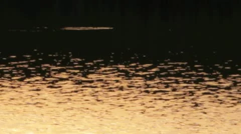 Sunset on gold lake Stock Footage 12161712