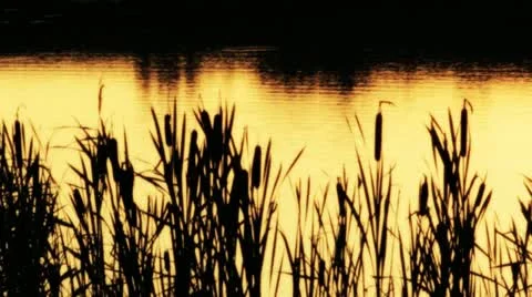 Sunset at gold lake Stock Footage 12162090