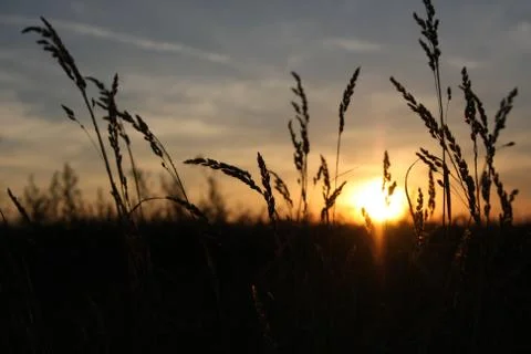 Sunset in the golden fields Stock Photos