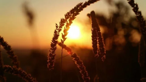 Sunset Golden Light Illuminates Tall Grass in a Tranquil Summer Field at Dusk Stock Footage 330675553
