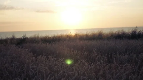 Sunset in the golden wheat field on the beach. HD, 1920x1080. slow motion. Stock Footage 80145513