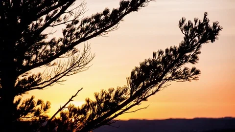 Sunset gradient and tree branch Stock Footage 72805453