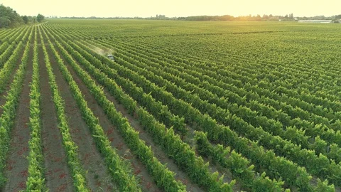 Sunset Grape plantation large field Tractor rides Agricultural cultivated farm Stock Footage 128621223