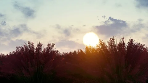 Sunset Grass Animation 3D Rendering Stock Footage 120393388