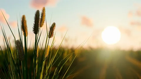 Sunset Grass Animation 3D Rendering Stock Footage 120394158