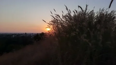 Sunset in the grass, beautiful sunset in the field, sunset in wild. Stock Footage 157134951