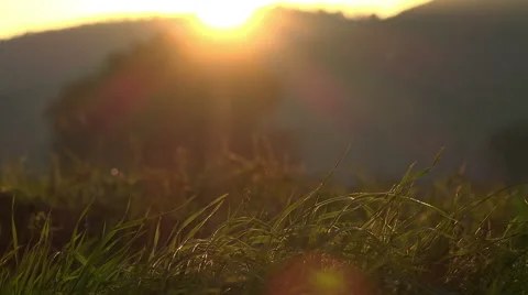 Sunset on the grass in countryside Stock Footage 56913843