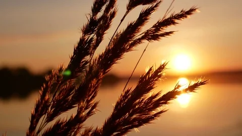 Sunset grass dawn close up Stock Footage 78031759