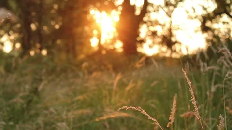 Sunset grass deep in the countryside Stock Footage 72560027