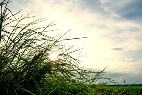 Sunset on grass in evening time. Stock Photos