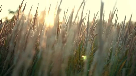 Sunset Grass Field Backlight. Stock Footage 306653455