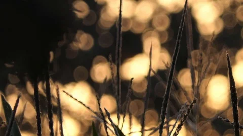 Sunset on grass field with camera slide to right Video stock 116502303