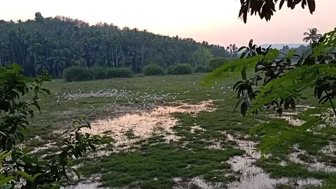 Sunset in the grass field Stock Footage 168693210