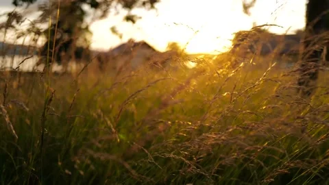 Sunset in Grass Field Stock-Footage 197602948
