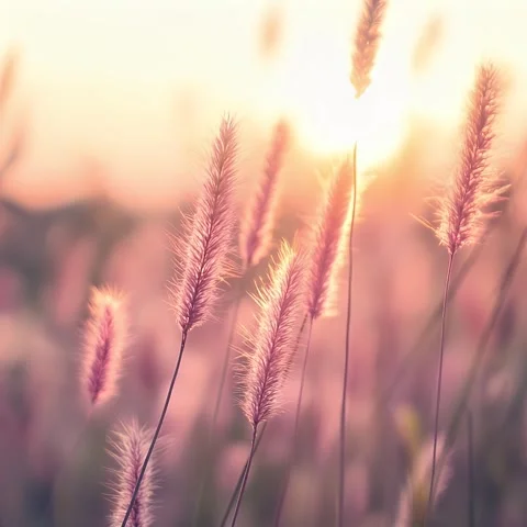Sunset Grass Field Stock Footage 307180825