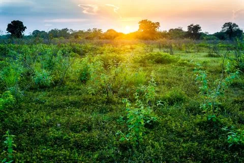 Sunset in grass field Stock Photos