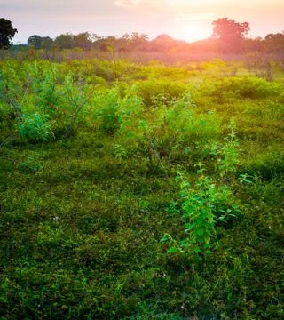 Sunset in grass field Stock Photos