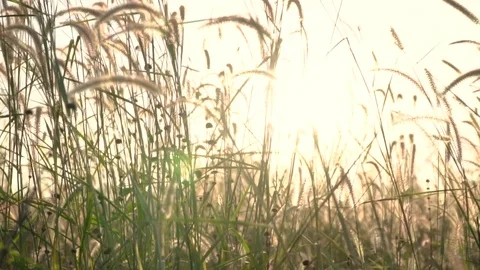 Sunset the grass flower slow motion Stock Footage 83317712