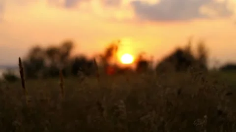 Sunset in the Grass 스톡 동영상 52599767