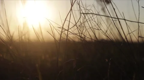 Sunset in the grass Stock Footage