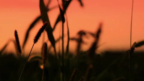 Sunset in the grass Видео 106464164