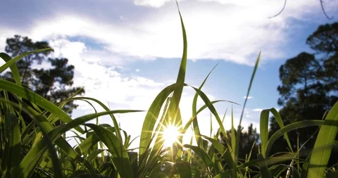 Sunset in the Grass Stock Footage 110715594
