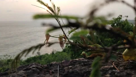 Sunset with grass Video stock 153599513