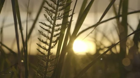 Sunset in the grass Stock Footage 163662713