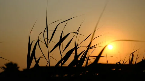 Sunset Grass Stock Footage 172379811
