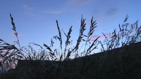 Sunset with grass in foreground Stock Footage 91440692