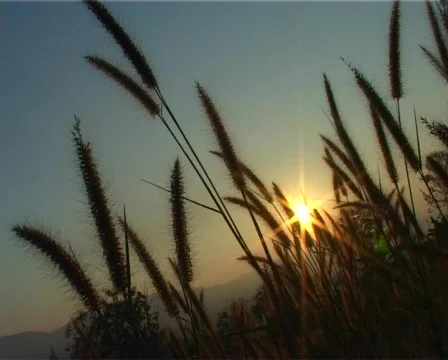 Sunset with grass heads 스톡 동영상 505528