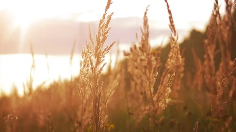 Sunset Grass Nature Background Stock Footage 85002743