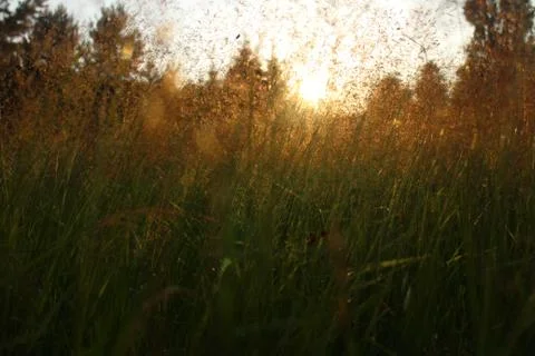 Sunset in the grass Stock Photos