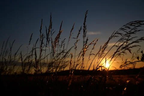 Sunset with grass Stock Photos